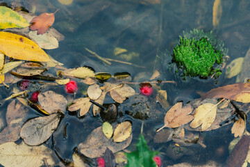 Dry leaves, moss and red autumn berries floating in the water of a mountain stream in the forest