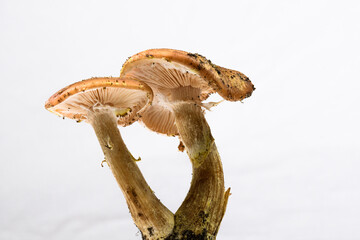 Harvested Armillaria mushrooms close up view. Mushroom caps. White background 
