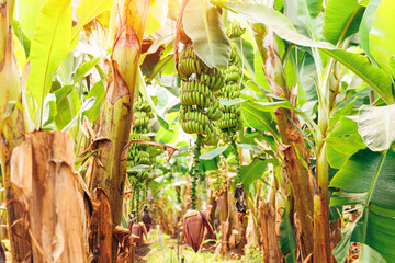 Plantation banana tree with row growing ripe yellow fruits sunlight. Concept agriculture in Ecuador