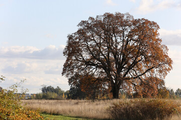 Fototapeta premium tree in the field