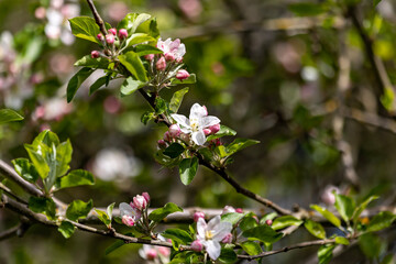 tree blossom