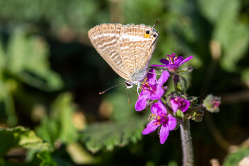 Lampides boeticus butterfly on the flower