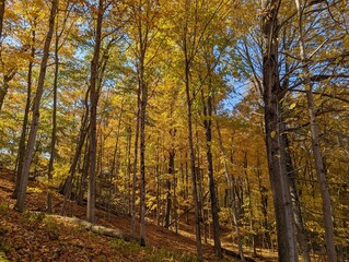 Fall Colors in the Woods