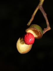 Open fruits of Virola sebifera (Myristicaceae)