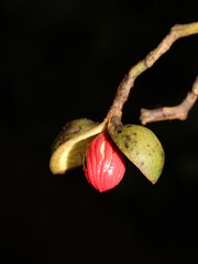 Open fruits of Virola sebifera (Myristicaceae)