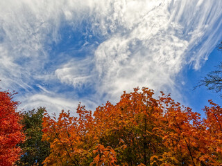 Fototapeta premium Looking Up at Autumn Leaf Color and Beautiful Blue Skies. Leaves changing colors from green to bright golds, reds and oranges. Set against a blue sky with white swirly clouds.