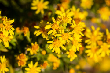 Sticky aster yellow flowers - Latin name - Dittrichia viscosa