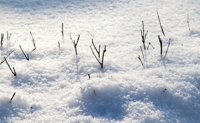 Fototapeta na wymiar snow as a background, dry branch from under the snow