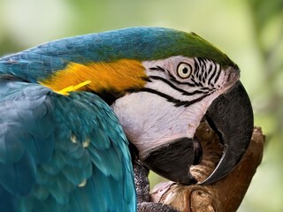 Blue-and-yellow macaw close-up against blurred lush greenery in the background