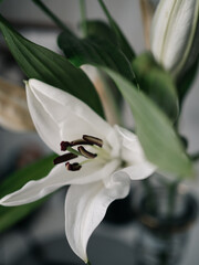 White Lily. one flower. close-up