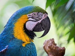 Blue-and-yellow macaw close-up against blurred lush greenery in the background