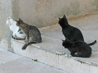 Four cats look in the same way