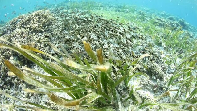 A school of young Striped eel catfish, Plotosus lineatus, swarm over a seagrass bed in Indonesia feeding on small invertebrates. These fish have a venomous spine with which they defend themselves.
