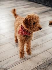 brown poodle with a handkerchief around his neck looks away