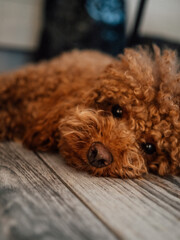toy poodle lies and looks into the camera. dog portrait