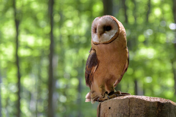 Barn owl (Tyto alba) sitting on a tree trunk