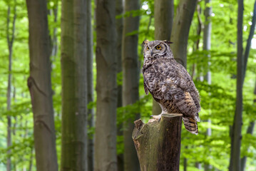 Great horned owl (Bubo virginianus) sitting on a tree trunk