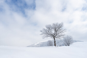 Fototapeta na wymiar Winter landscape with a tree