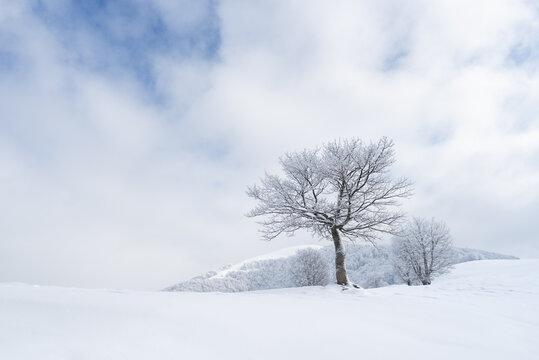 Winter landscape with a tree