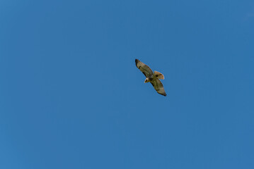 A Red-tailed Hawk Soaring High In The Sky