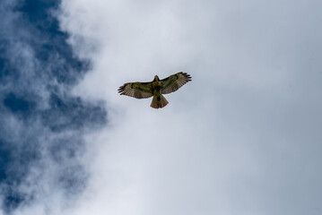 A Red-tailed Hawk Soaring High In The Sky