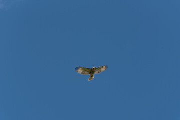 A Red-tailed Hawk Soaring High In The Sky