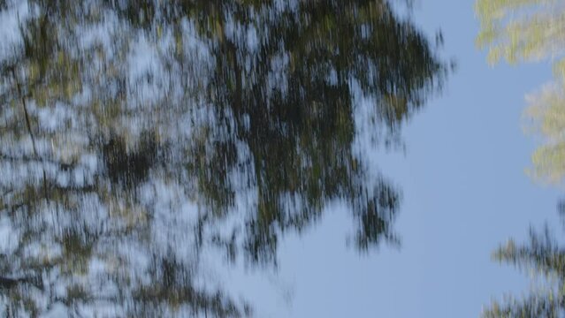 View looking up at blue sky and trees while driving in California. Starts with movement and trees in view, ends on blue sky