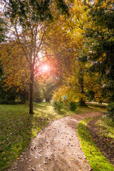 Basildon Park Autumn Fall Countryside Walk along a Woodland path with sun flare shining through the tree branches