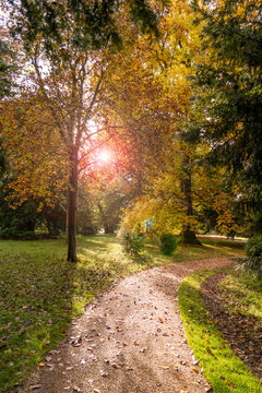 Basildon Park Autumn Fall Countryside Walk along a Woodland path with sun flare shining through the tree branches
