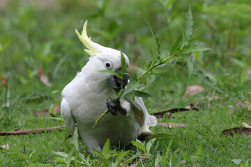 Sulphur-crested Cockatoo feeding on plants © Ken Griffiths