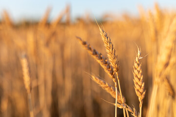 A straight ripe ear of wheat against the background of a blurred agricultural field. The concept of the harvest. Selective focus