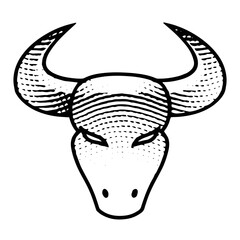 Scratchboard Engraved Bull Front View