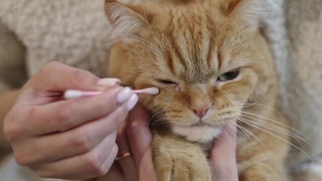A young caucasian girl holds a red pedigreed cat in her arms and cleans his eyes with a cotton swab,side view close-up in slow motion.The concept of the cat's morning routine.