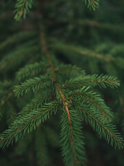 green spruce branch with needles