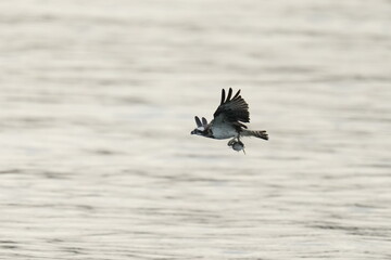 osprey in flight