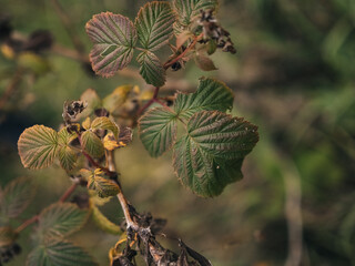 branch of a raspberry bush turned yellow in autumn
