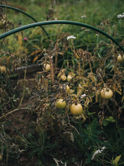 harvest from the garden. green tomatoes