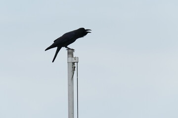 crow in a field