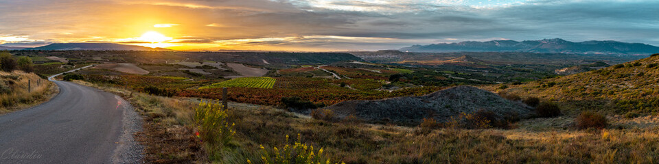 Fototapeta na wymiar vineyard and sunset