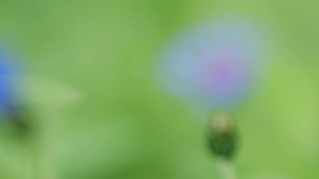 Blue flowers of cornflowers on a background of green grass. Selective focus. Slow motion.