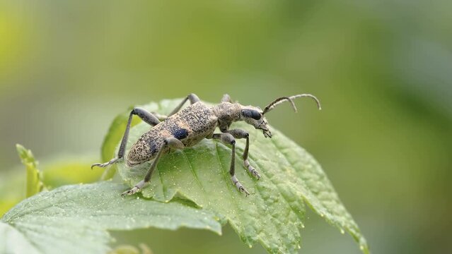 A gray colored beetle on top of the leaf in the garden in Estonia