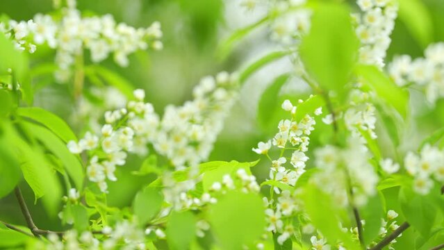 Flowering plant hackberry or hagberry in the rose family. Flowers of bird cherry or prunus padus in spring. Slow motion.