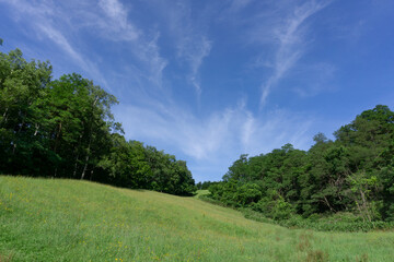 緑の丘と森と青空 - 540347148