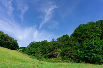 緑の丘と森と青空 - 540347158