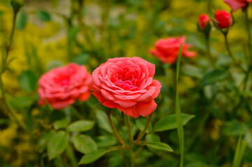 A miniature rose of pink color grows in the garden. Selective focus, natural background.