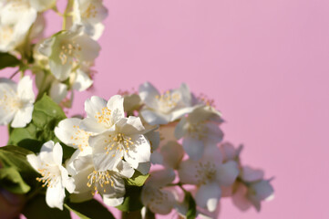 Fototapeta premium A branch with white jasmine flowers and green leaves on a pink background. Abstract trendy colored nature concept background. Copy space for text overlay, poster mock up flat lay
