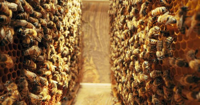 Bees coworking in hineycomb in beehives selective focus close up shot on insects natural products in apriary countryside concept.