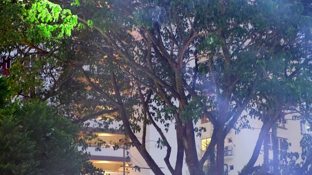 Led projection light is illuminate the green tree near the residential housing condominium