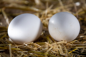 Natural eggs in the henhouse