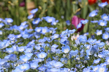 火の山公園、トルコチューリップ園、山口県下関市